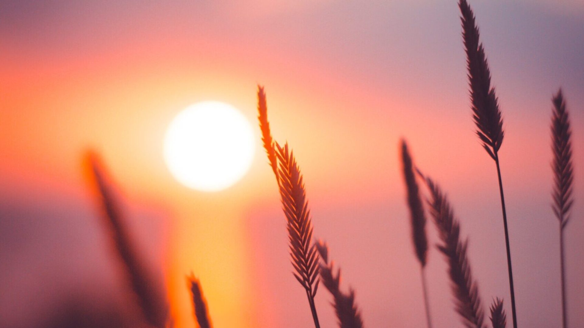 ann-savchenko-yOQntxCp0r0-unsplash