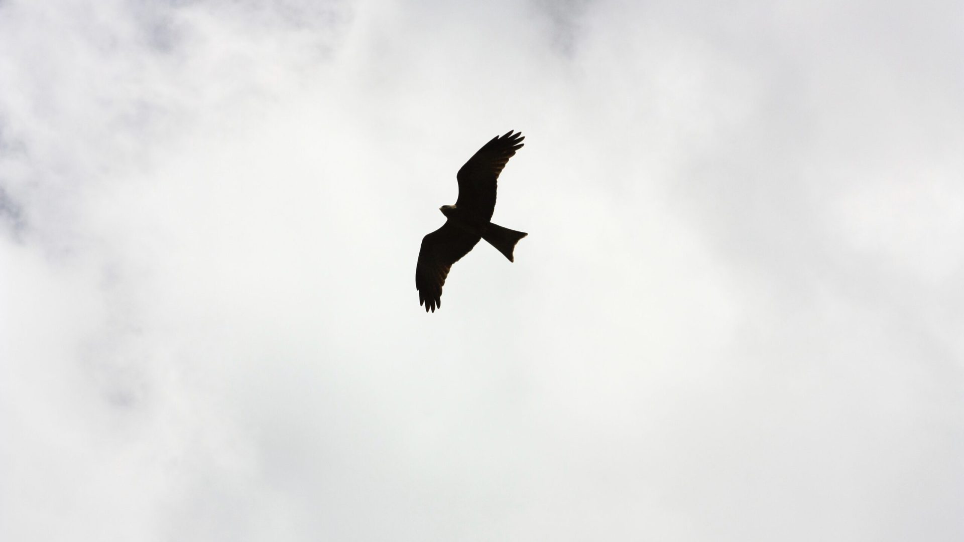 pexels-amy-chung-672802