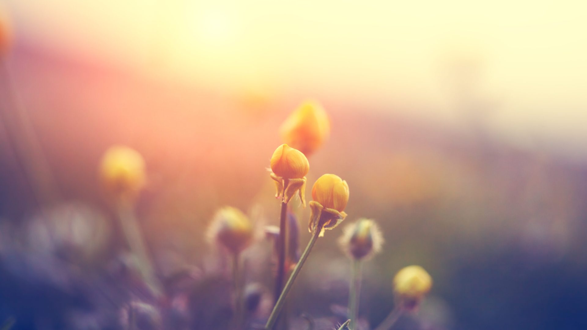 Beautiful,Vintage,Summer,Field,,Green,Grass,And,Small,Yellow,Wild