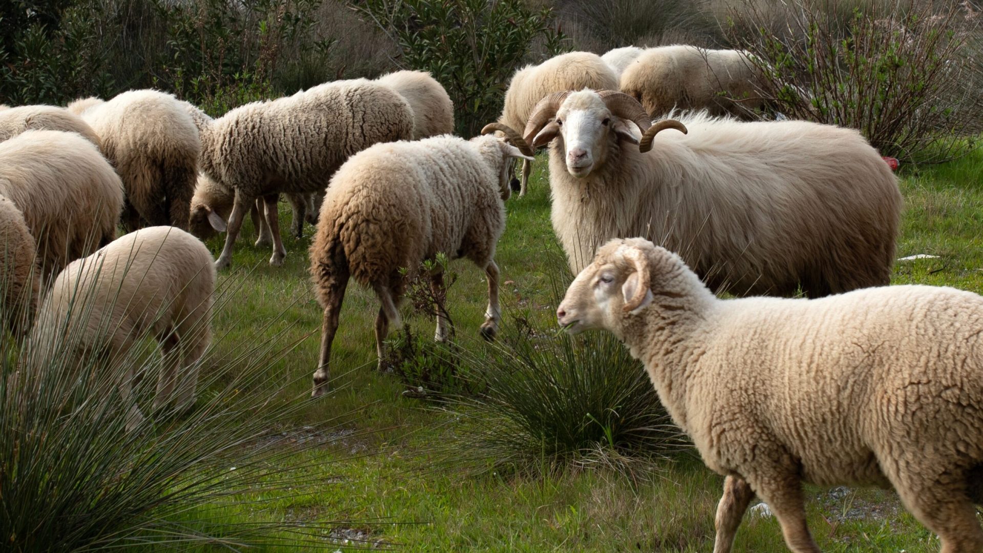 Ram,And,Sheep,At,Green,Field