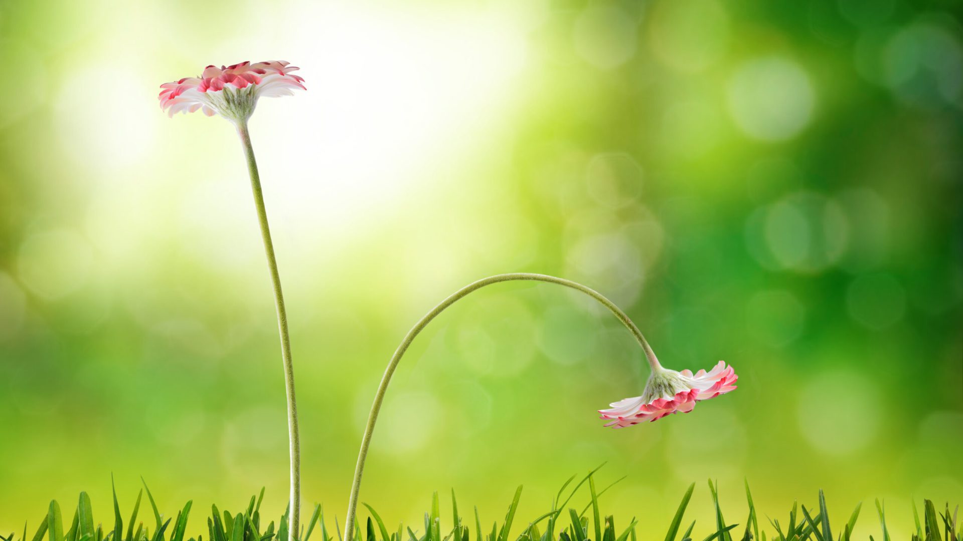 Comparison,Emotional,And,Social,Exclusion,Concept.,With,Two,Flowers,,Upright