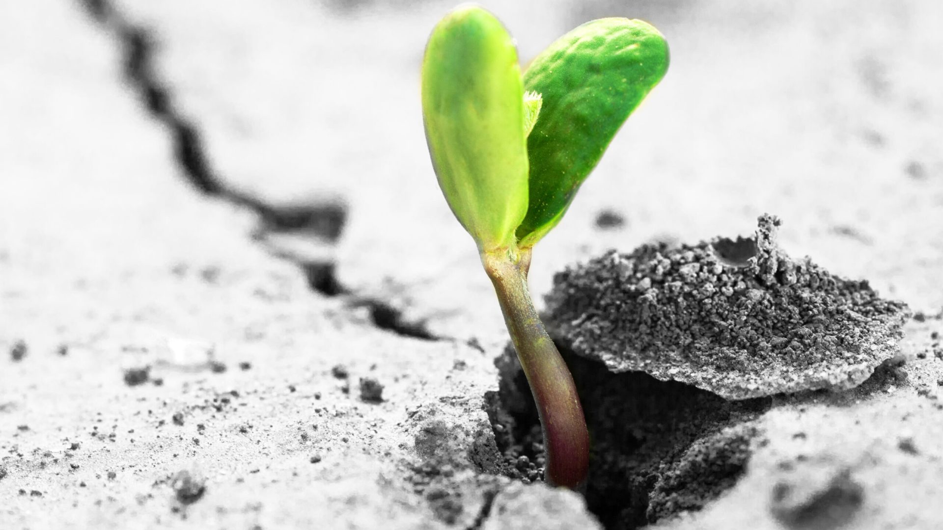 Ecology,Concept.,Rising,Sprout,On,Dry,Ground.